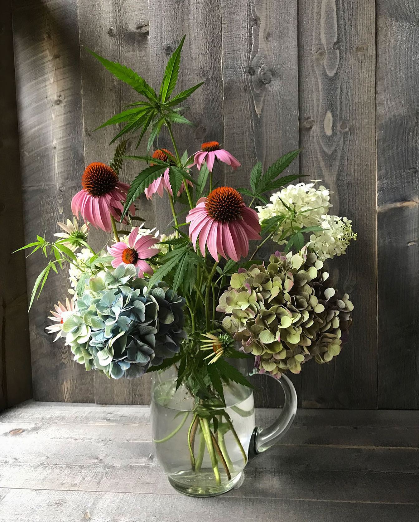 Now blooming! ✨
#echinacea #hydrangeas #cannabis