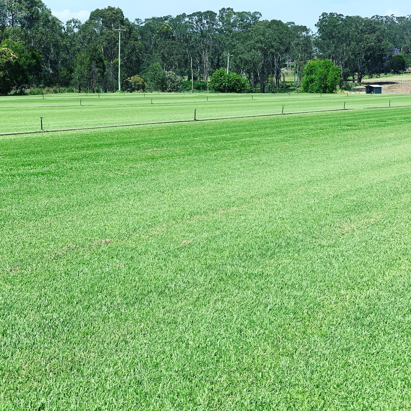 Absolutely beautiful Winters day for a walk down on our Kikuyu farm 🍃#kikuyu #kikuyuturf #kikuyufarm #wintersday #awesometurf