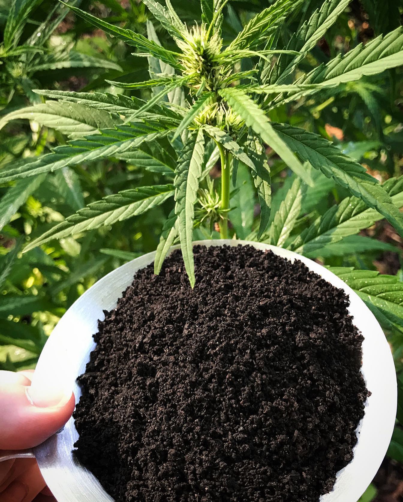 Time for a little herb seasoning 🪱
#wormcastings #cannabis #feedthesoil