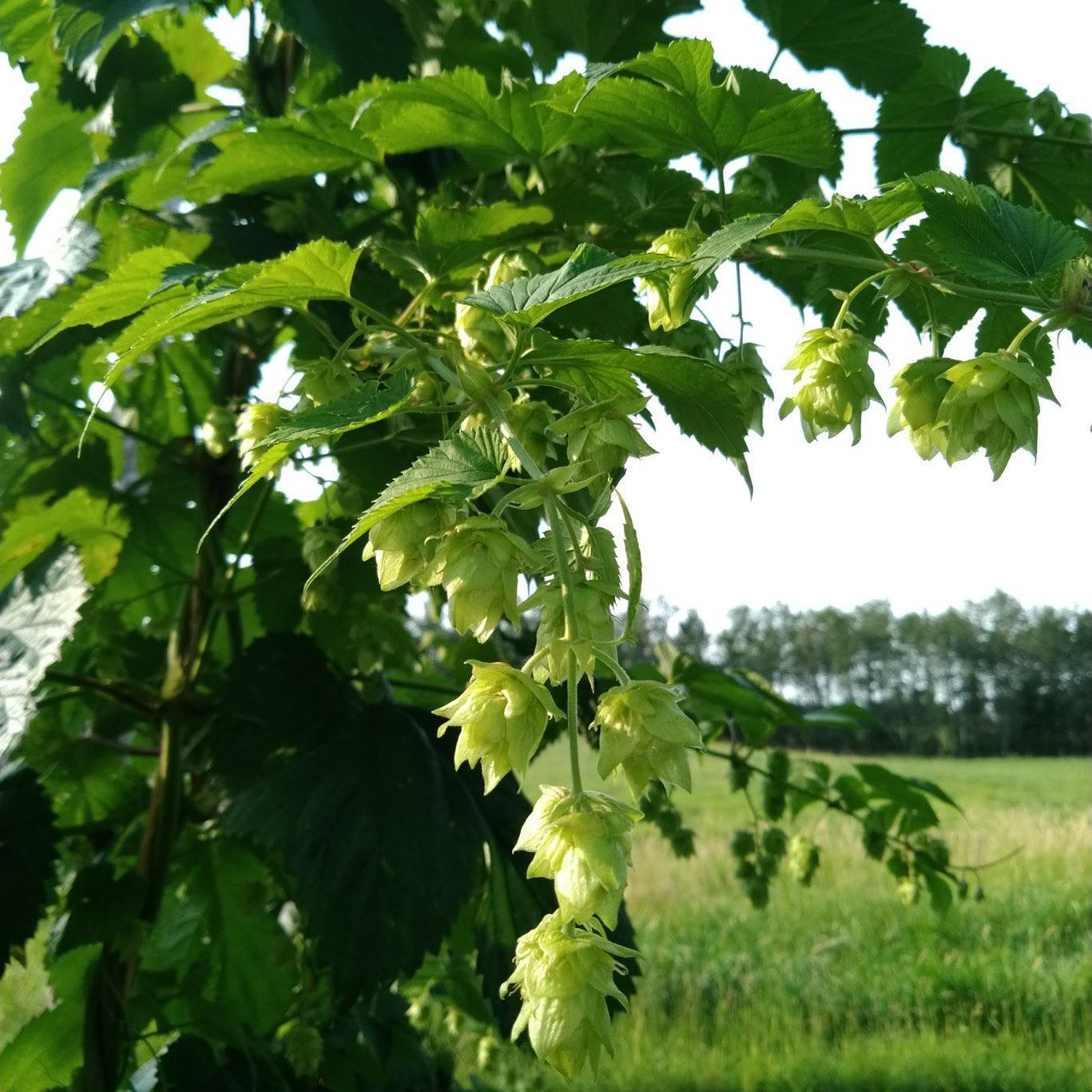 Hop cones are coming along nicely. Contact your local hopyard to order fresh hops. More info about our “Freshtival” coming soon!!!