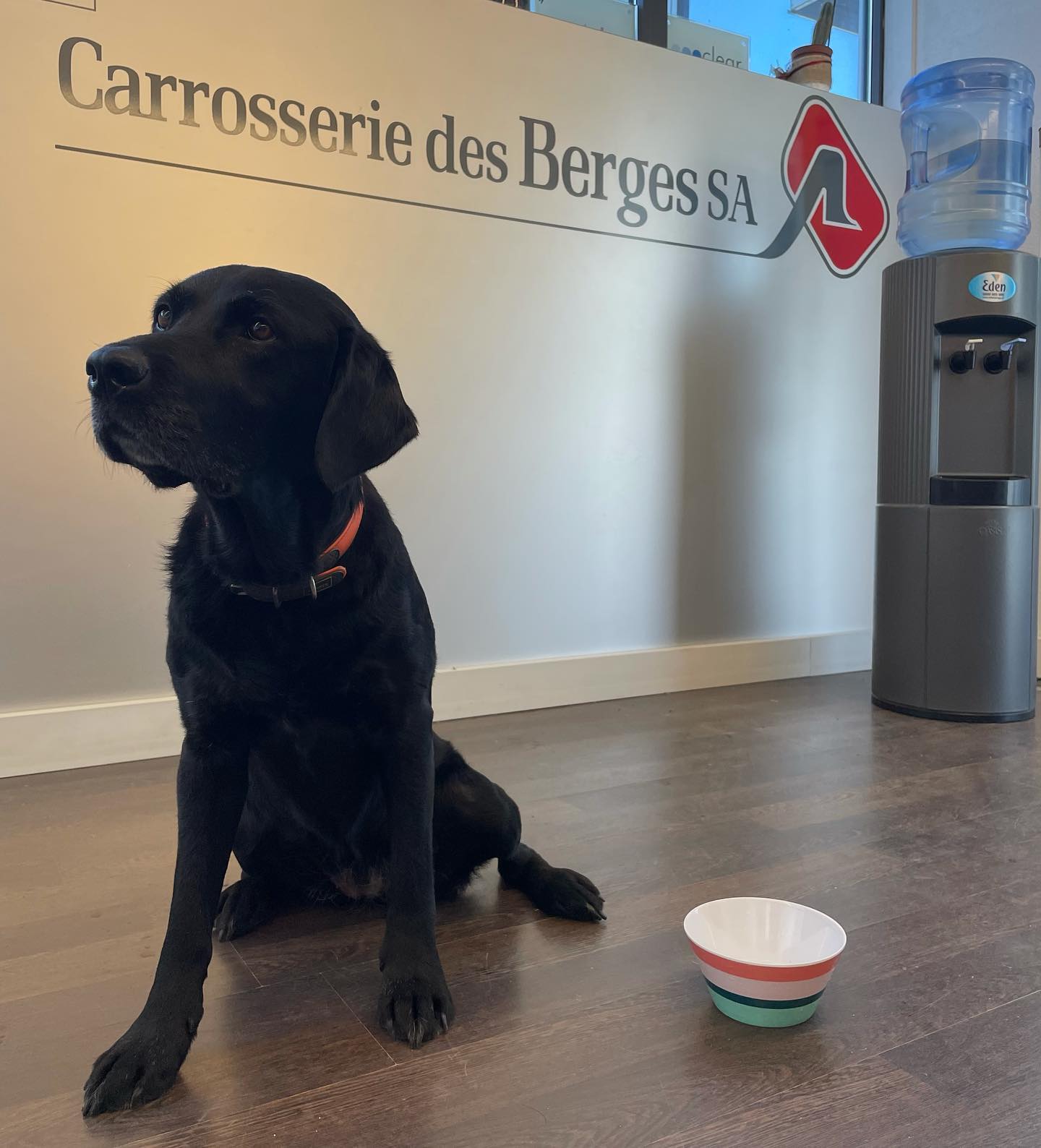 😍 Ilena recommande la Carrosserie des Berges
👉 5 🐾 sur 5
À votre service depuis 1982 😉
#bergession #sion #sionmaville #valais #valaiswallis #dogoftheday