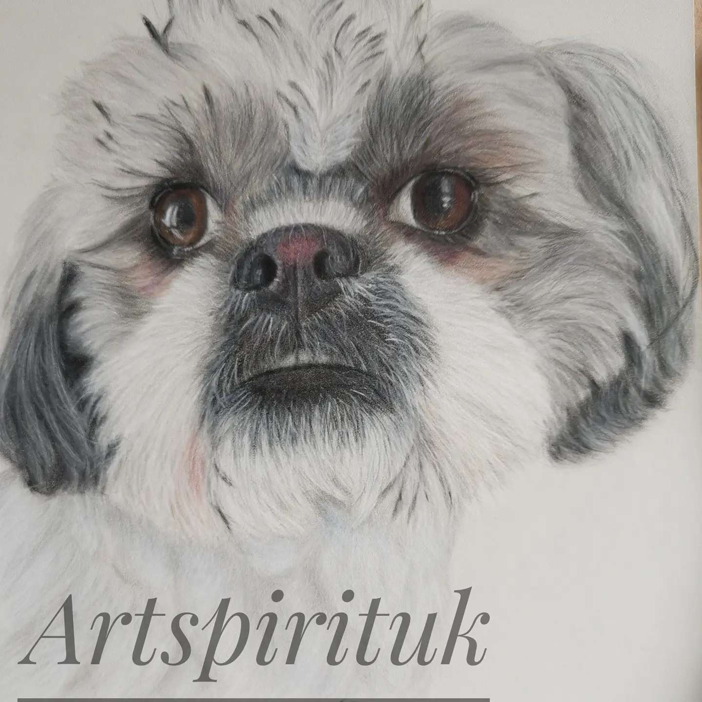 A lovely shih tzu for a special birthday 💙💙