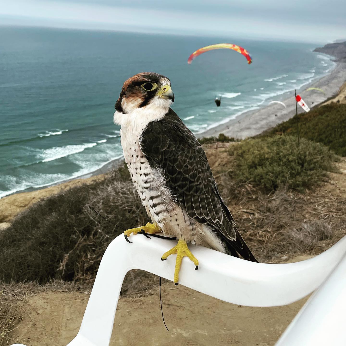 Bunco took the best seat in the house today!
#totalraptorexperience #lannerfalcon #sandiego #lajolla #falconryexperience #optoutside #falconryschool #thingstodoinsandiego