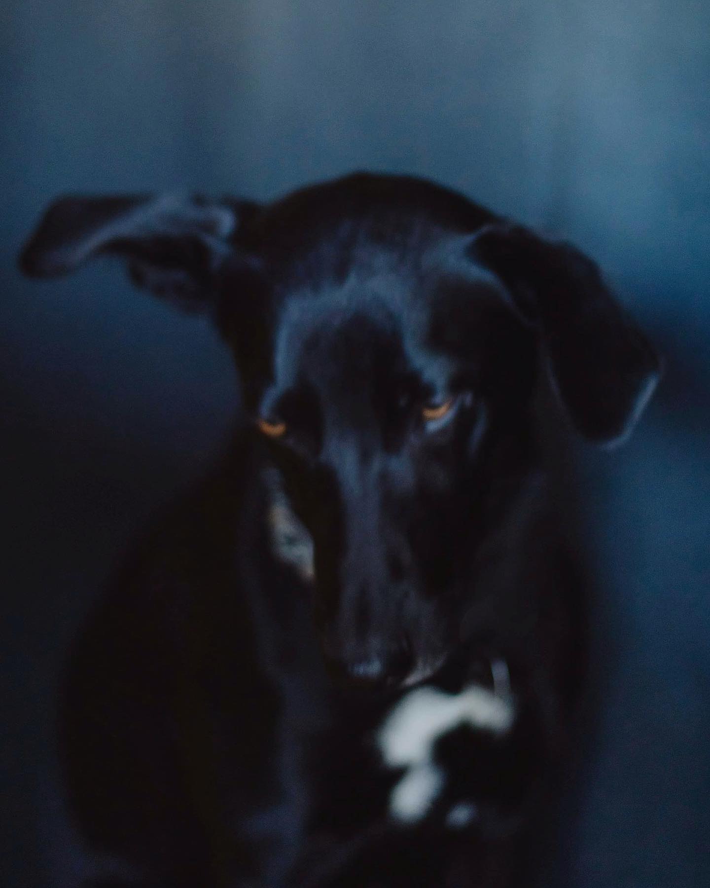 🖤
.
.
.
#romy
#dogs
#dankefür
#team