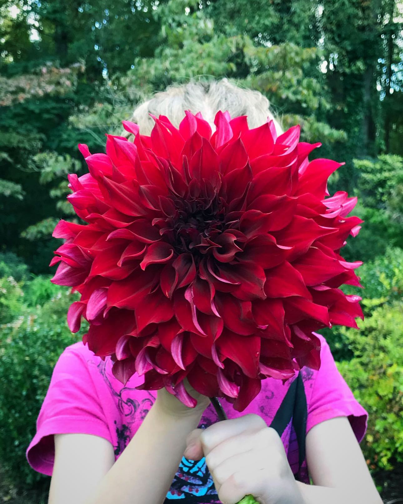 One of the most rewarding parts of summer is dahlias the size of a human skull
#dahlia #dinnerplatedahlia #spartacusdahlia