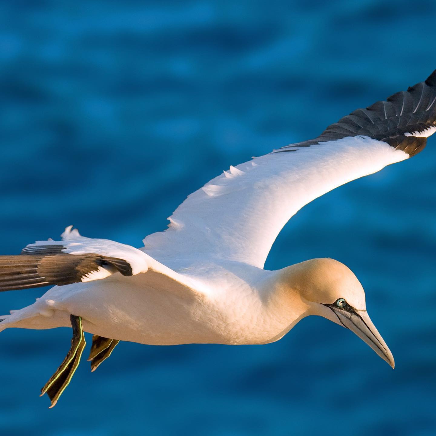 Northern Gannet at RSPB Troup Head Reserve. Northeast Scotland’s most ancient history.