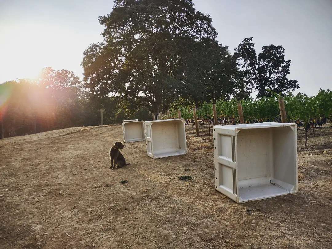 Gitta thinks it's time to pick the Pinot, do you?
#orwinedogs #oregonwine #oregonviticulture#pinotnoir #oregonwinecountry#puddlepointer #yamhillcarltonava #pikeroadwines #yamhillcarlton #oregonwinedogs