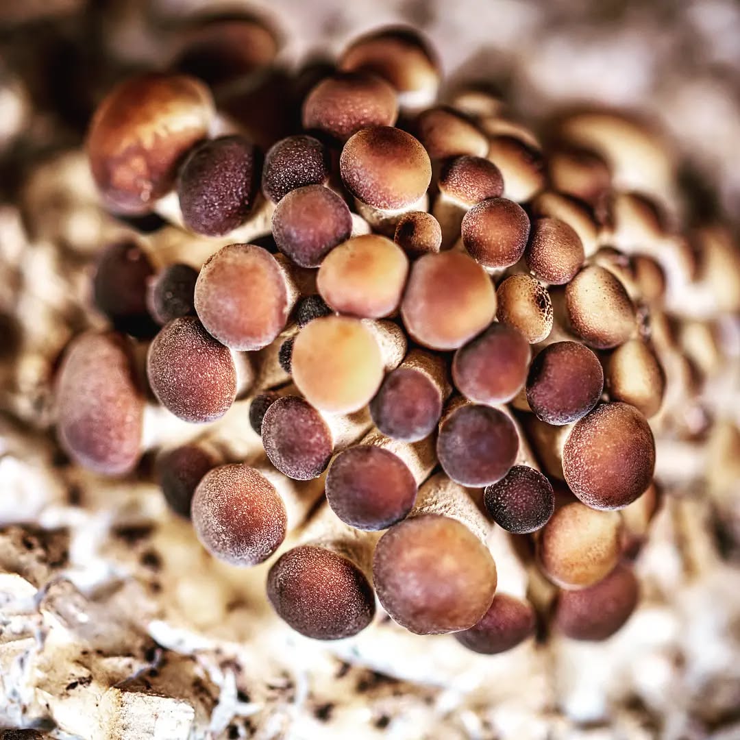 Agrocybe aegerita, black poplar or velvet pioppini. In Japan, it is called Yanagi-matsutake. A favourite to grow here. #mushroomcultivation
#mushroomidentification
#mushroomgrowing #mushroomsofinstagram #gourmet #mushroom #fungi #mushlove #fungilove #fungiphotography
