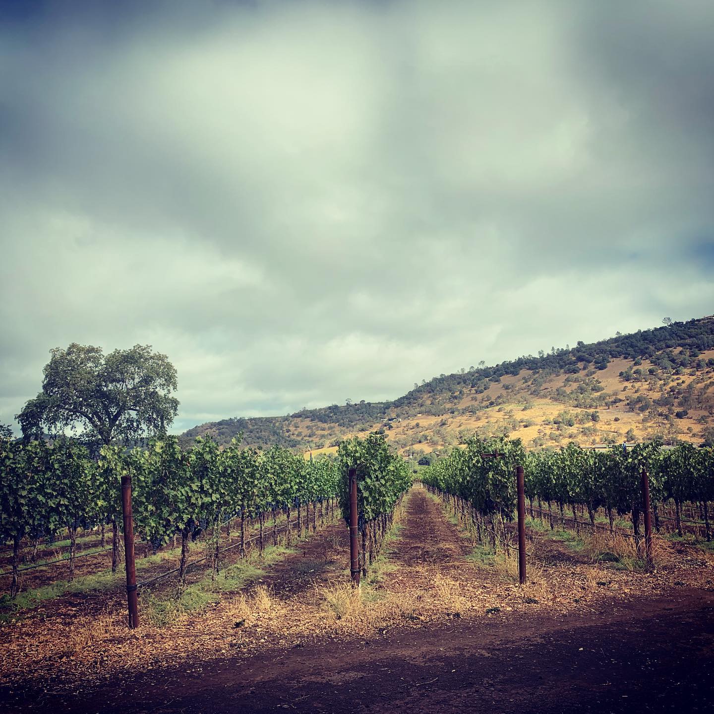 Wine Country. Soil to cave. Beautiful and delicious.
