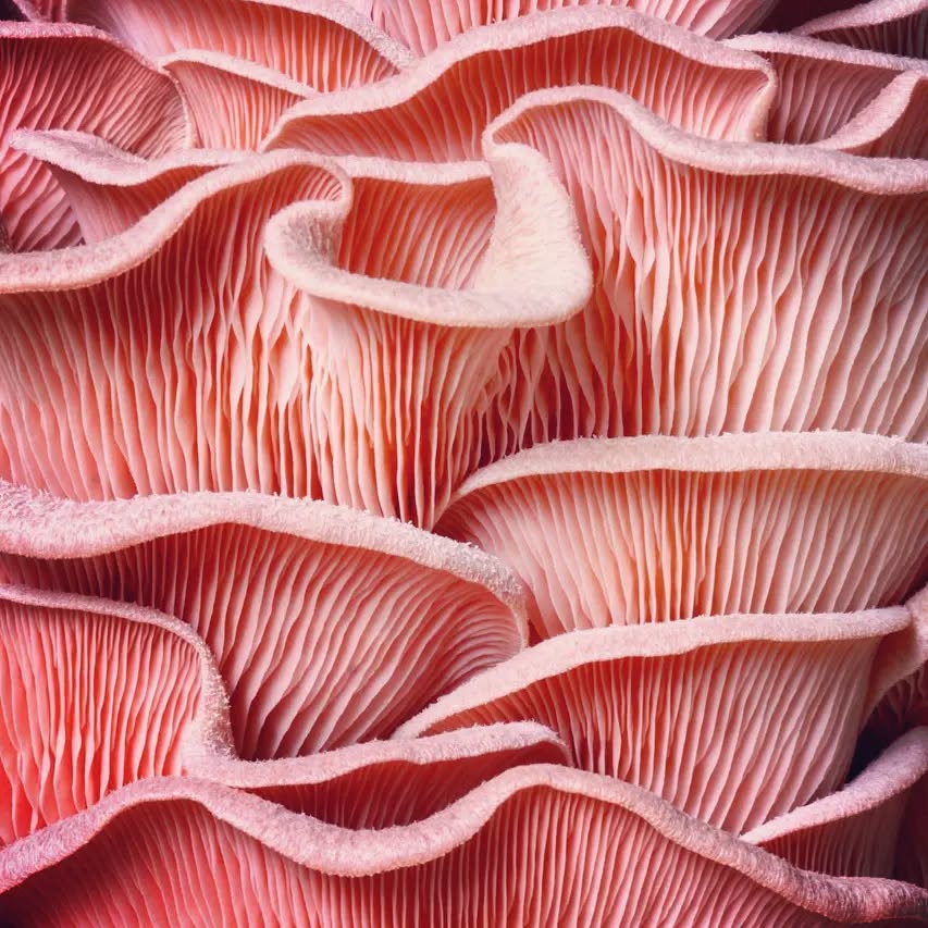 Soon we will be launching Pink, Blue and Yellow ready to fruit kits. #growyourown #readytofruit #mushroom #growkits #oystermushroom #oyster #Pleurotusostreatus #fungilove #mushlove #mushroomcultivation
#mushroomsofinstagram
#mushroomgrowing
#mushroomfarm