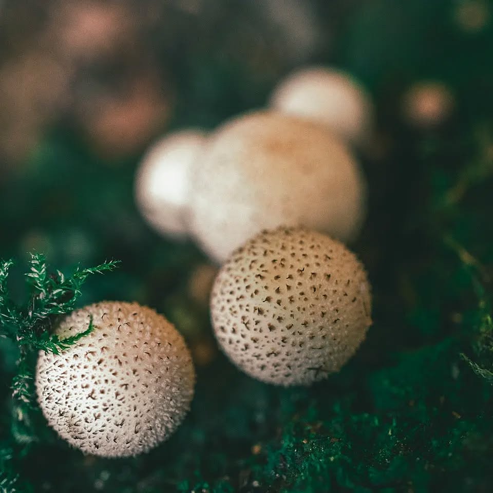 The woods round here are packed full of these at the moment. The Dusky Puffball - Lycoperdon nigrescens. Darker than the Common Puffball, with dark spiney texture. #puffball #mushroomidentification #mushroomsofinstagram #mushroom #mushroomgrowing #fungilove #mushlove #fungus
#fungi #mushroomhunting
#fungiphotography
#fungiofinstagram