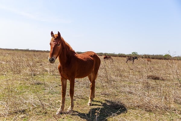 Santiago del Estero, aquí había una laguna que ahora está totalmente seca. De la humedad que quedó crecen algunas pasturas y la gente del lugar lleva sus animales para que puedan pastar.
#photography #landscape #nftphotography #opensea
