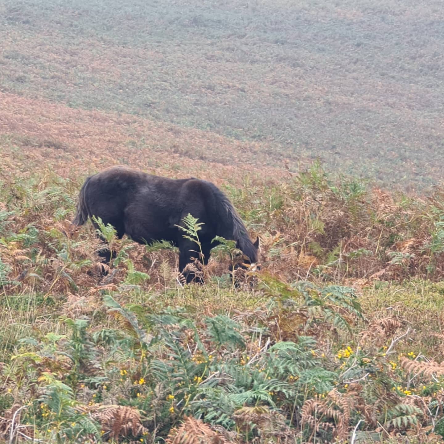 Two climbs in two days with @geraldjd this weekend. We'll and truly done but a lot of fun #wales #breconbeaconsnationalpark #sugarloaf #garth #mountains #hikinguk
