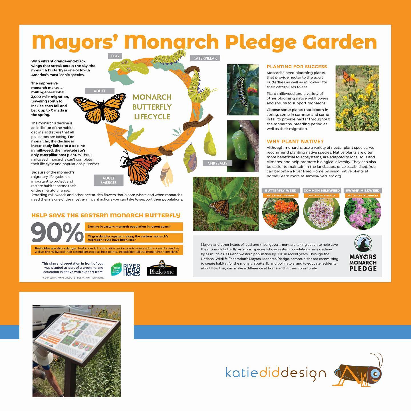 Butterflies are fascinating little creatures! 🦋
I designed and edited this sign for the town of Blackstone, Va. It wasa pleasure to work with avid monarch supporter Daphne Cole and the @jravirginia.
The video and photos are off my vegetable garden where some flowers like to grow from seeds in the compost. I love when I get surprises like this especially when the monarch populations are dwindling. I watched it flutter for awhile and accidentally scared it off.
Anyone know the name of this flower? They say native flowers are best for our local pollinators. ✨
Proud to be a #riverherohome too. Love the natives!
@nationalwildlife
#mayorsmonarchpledge #pollinators #monarch #signdesign #infographic #jamesriverassociation #wildlifefederation