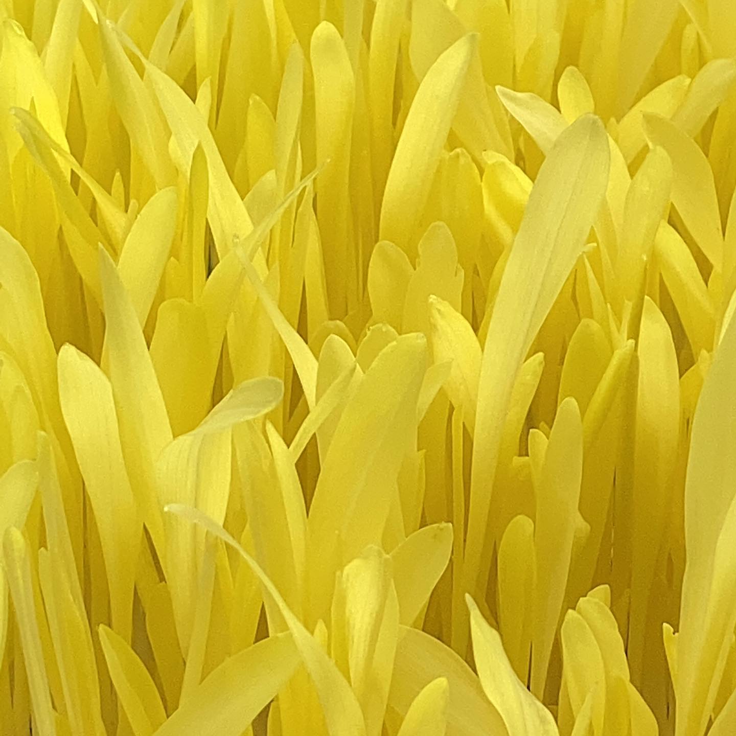 Popcorn Shoots
You won’t believe the flavour!
Find these in your salad @thenestbistrorestaurant
.
.
.
.
.
#microgreens #popcornshoots #restaurants #localchefs #nanaimoeats #nanaimorestaurants #bcchefs