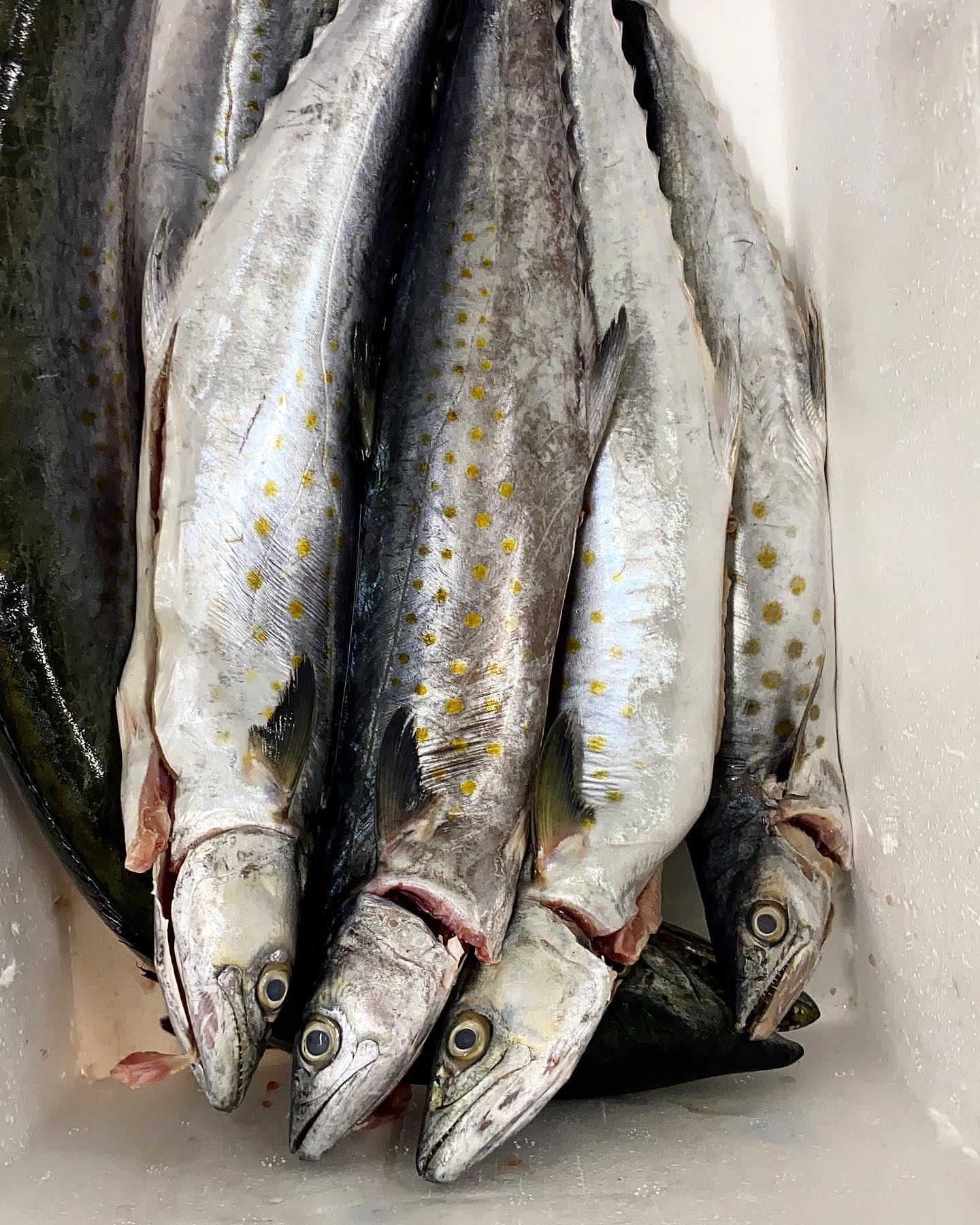 El recomendado de la semana; sierra castilla en posta o entera fresco porcionado al vacio . Llevamos a tu casa los mas frescos productos del pacifico colombiano. Domicilios cali, jamundi, palmira PEDIDOS ☎️3103880901 ☎️. Feliz fin de semana 😃🐠🦀🦐😃 #fish #fresh #fit #promo #quality #pescado #colombia #artesanal #makerel #makarela #sierra #quality #fresco