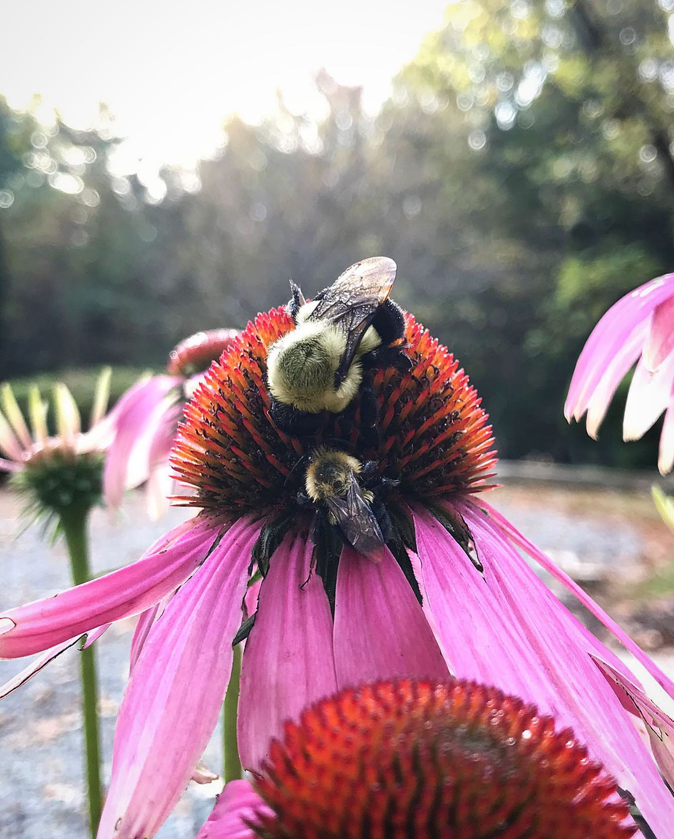 When someone takes you under their wing 💕
#ittakesacolony #pollinators #echinacea
