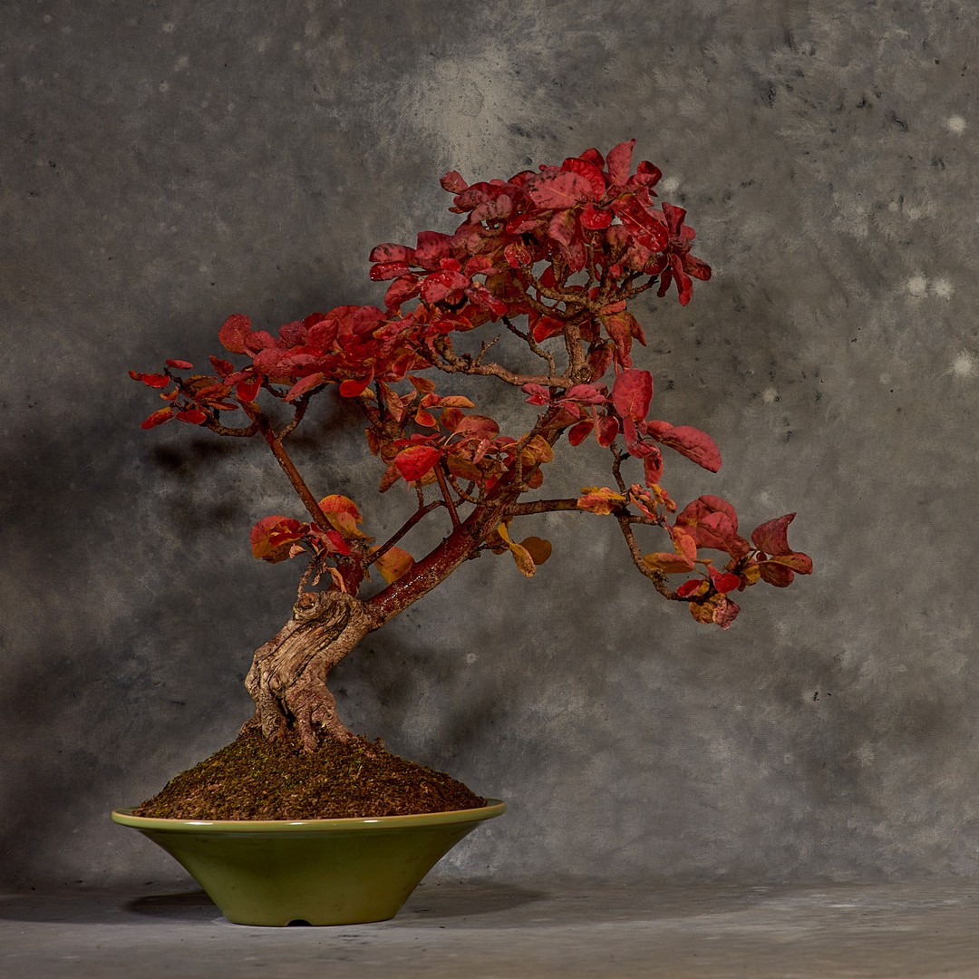 I got this Cotinus obovatus from Andrew when he was starting out and long before he started the #thebonsaished. It was one of two Cotinus Andrew gave me, the other one was Royal Purple one, but it is this green one that seems to have a better Autumn colour. It has just been repotted and is now in a beautiful round Tokoname Pot.
#bonsia #bonsaitree #cotinus #autumncolors #tokoname #bonsaipot