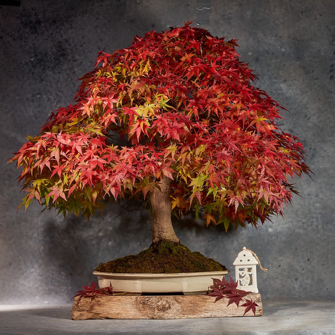 Japanese Maple Shot for a client. Just beginning to put on its autumn colours. If the frost and cold carry on we should have even better colours over the next few weeks. #bonsai #bonsaitree #japanesemaple #acerpalmatum