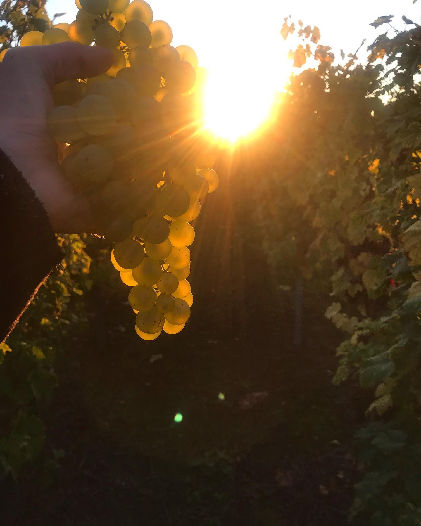 Rétrospective en images des vendanges 2021.
Un millésime étonnant et plein de ressources, qui nous rappel que la nature est puissante et pleine de surprises.
Merci à notre belle équipe fidèle et joyeuse, qui sans elle rien ne serais possible. 🥂