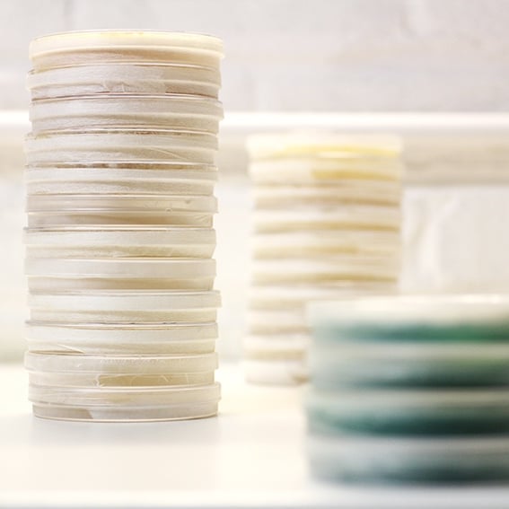 Big culture fridge clear-out happening right now. £10 each. 50% OFF norm. DM on here. Born a few months ago at most 🔥
🇬🇧 Available species: #RESHI #BLUEOYSTER #YELLOWOYSTER #KINGOYSTER #CORDYCEPS #BLACKPEARLKING #LIONSMANE #MOREL
#mushroomcultivation
#mushroomgrowing
#mushroomfarm #mushrooms
#mycelium #mycology #mycologymonday #fantasticfungi #fungiphotography #fungiofinstagram #fungilove