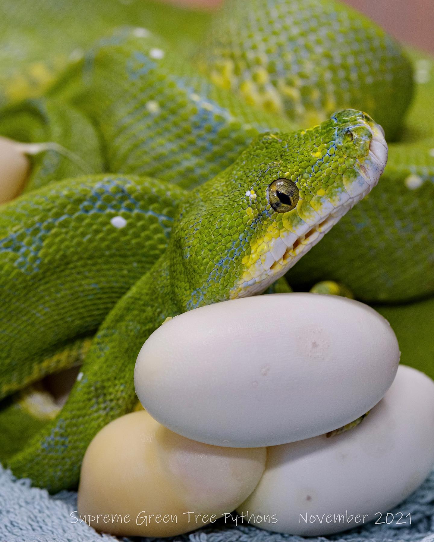 The highs & lows ………….. eggs 😃 but majority are slugs 😭
#greentreepythonsofinstagram #greenpythons #chondro #moreliaviridis #moreliaazurea #eggs #clutch #reptileeggs #pythoneggs #snakesofinstagram #herpetology