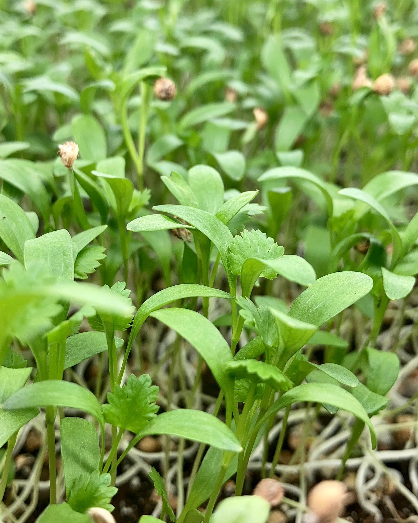 One of my favourite smells on the shelves is Cilantro. Very refreshing!
🌱
🌱
🌱
🌱
#microgreensnanaimo #organicgreens #eatfresh #eatorganic #organic #nongmo
#bcfresh #eatlocallygrown #supportlocal #nanaimorestaurants #microfarm #minigreens