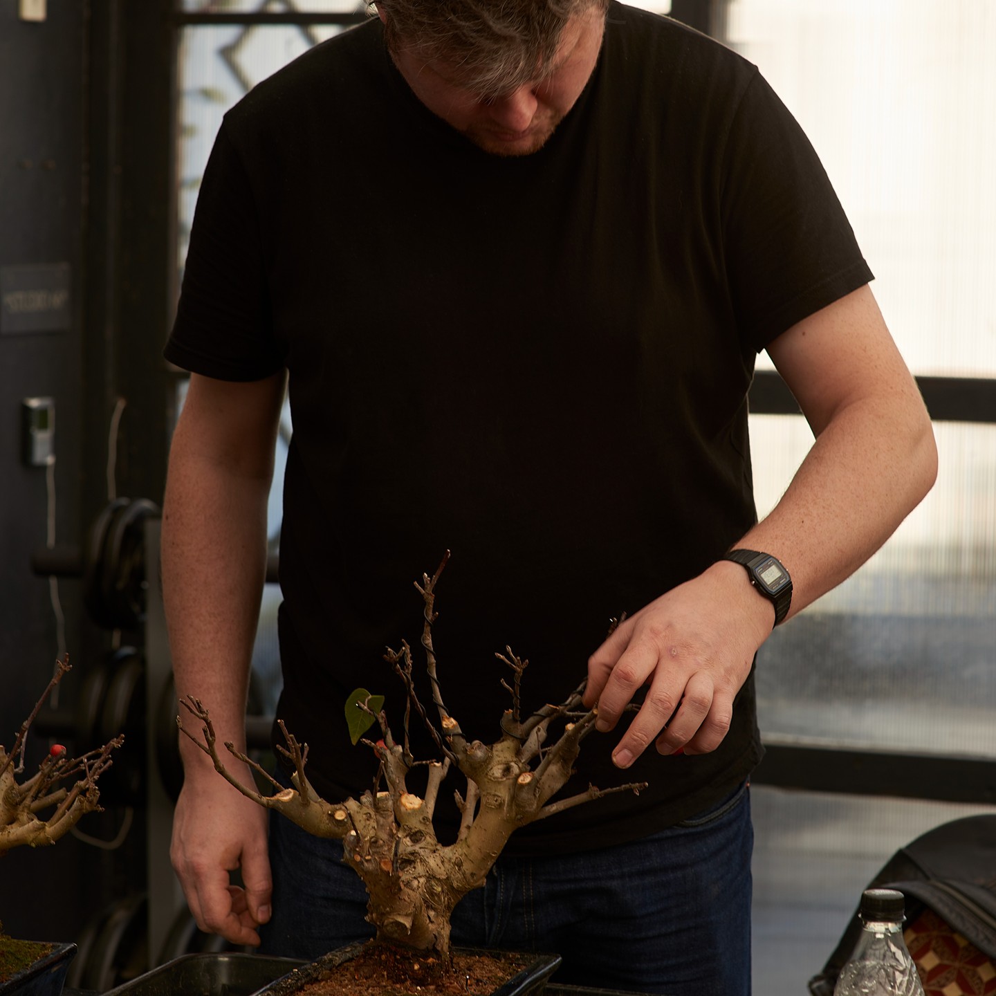 Winter care of a Crab Apple
#bonsai #bonsaitree #crabapple #overwintering #makebonsai