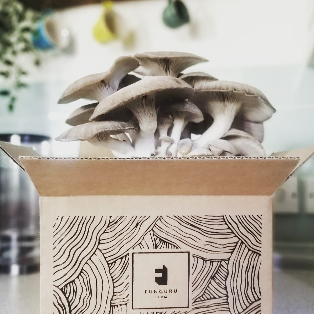 Black Pearl king oysters. #mushroomgrowbox #mushroomgrowkit #mushroomcultivation #mushroomkit #mushroomgrowing #mushroomsofinstagram #mushroomfarm #mushlove #fungi #fungiofinstagram