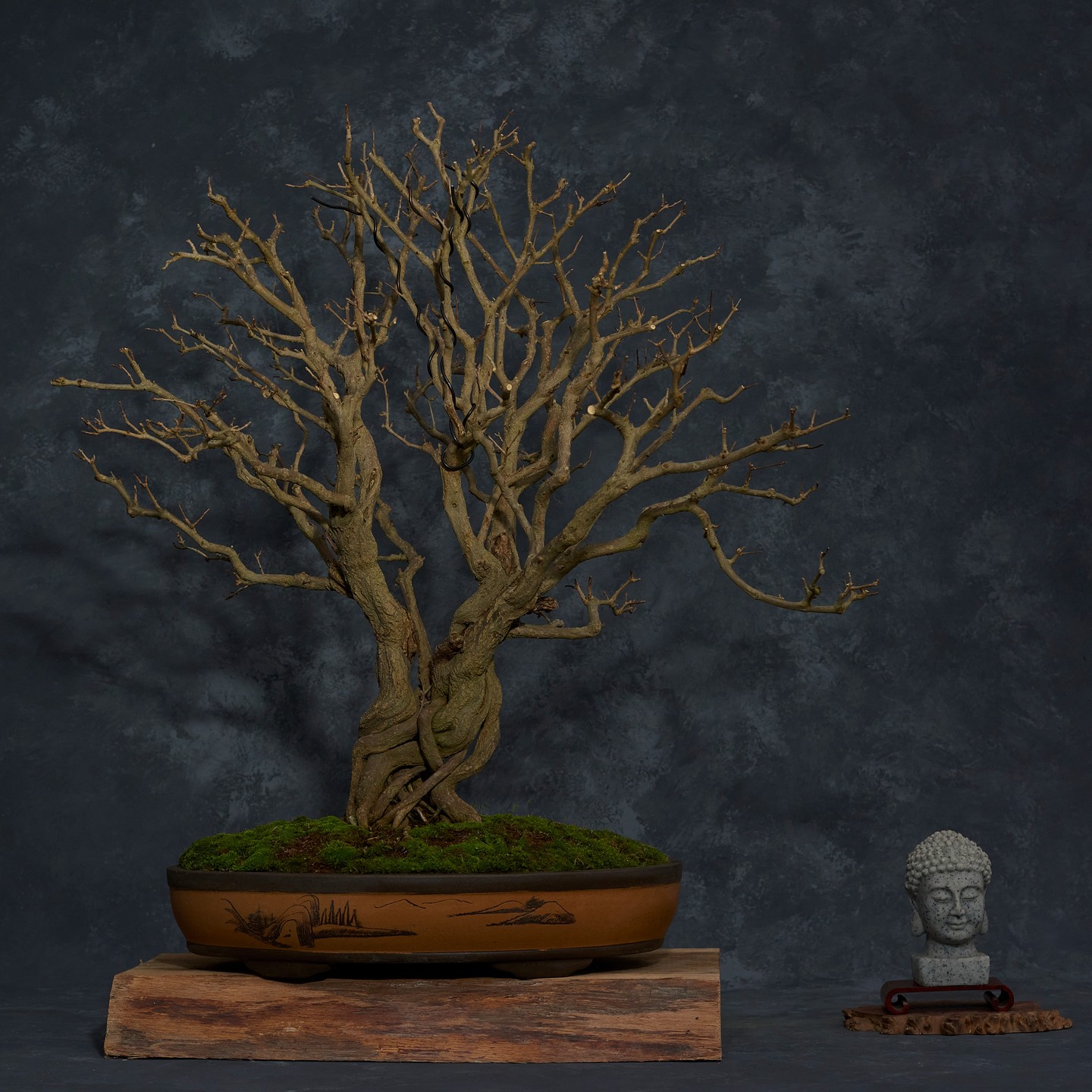 Punica granatum, Pomegranate
Grown in Nejikan or Twisted Trunk Style
Photographed for a client
#bonsai #bonsaitree #punica #punicagranatum #punicagranatumbonsai #photography