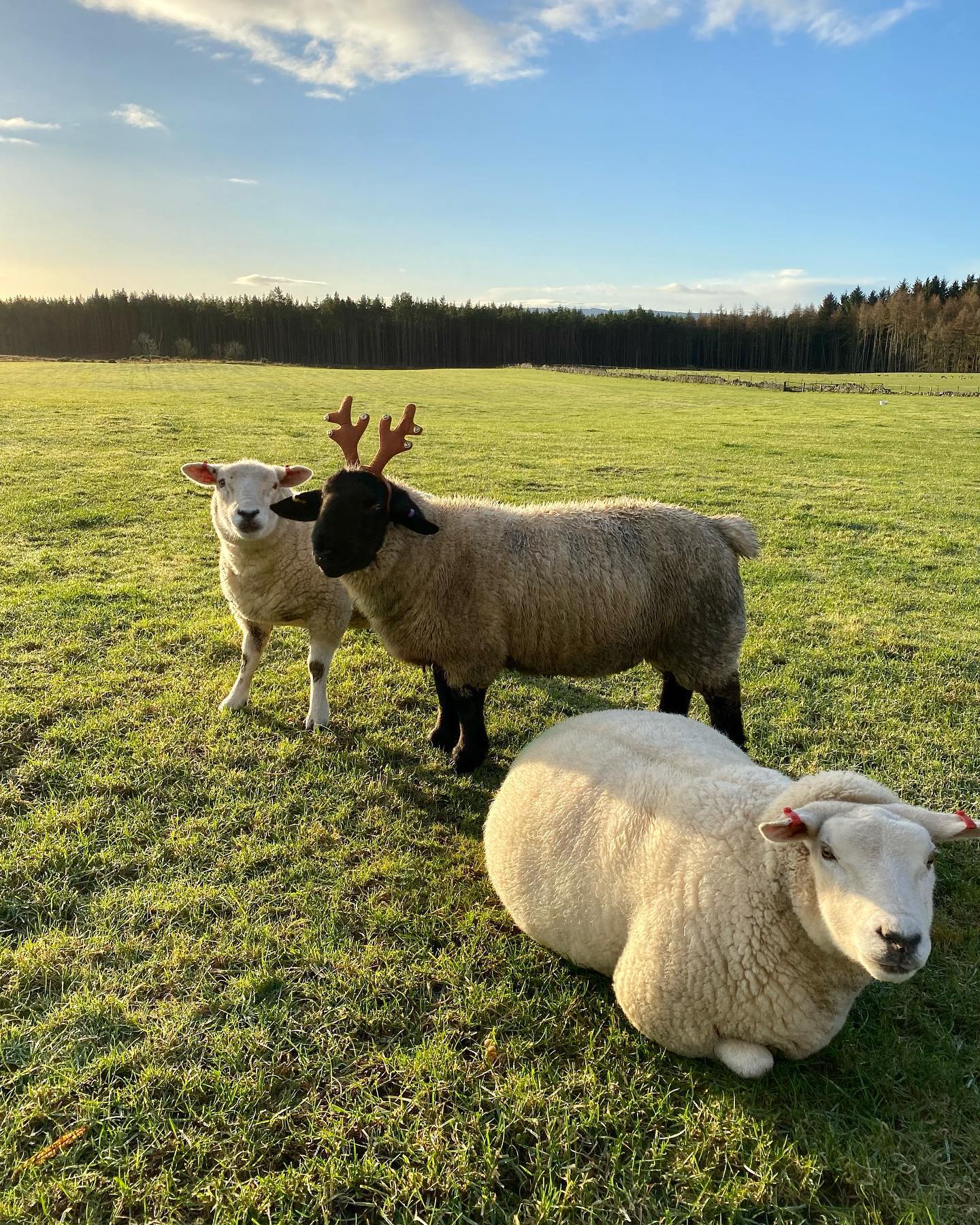 It’s beginning to look a lot like Christmas…
#maximus #reinsheep #antlers #whathaveyougotonyourheid