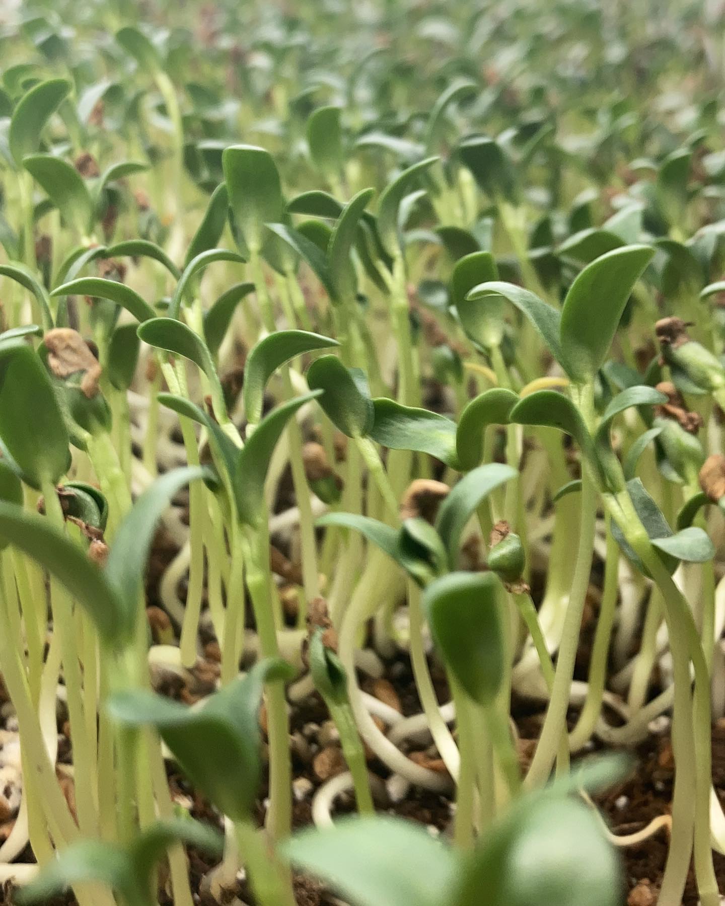 Fenugreek has taken over the facility.
Incredibly powerful aroma and on top of that it is said to help prevent premature grey hair! I know what I’m having tonight 😉
.
.
.
.
#microgreens #microgreensnanaimo
#eatfresh #eatorganic #organic #nongmo
#bcfresh #eatlocallygrown #supportlocal #nanaimorestaurants #microfarm #minigreens
