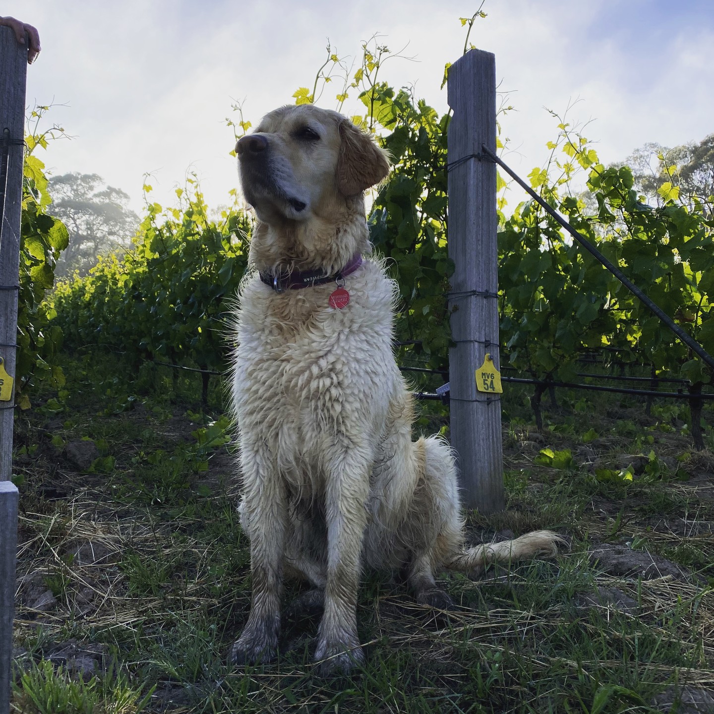 Saffy. The Queen of the Bindi dogs. Loves swimming, surveying the landscape, sleeping on the lawn or under the lunch table, barking and pinching Swede's favourite sticks! #dogs #vineyarddogs #winerydogs #gettingtoknowsaffy