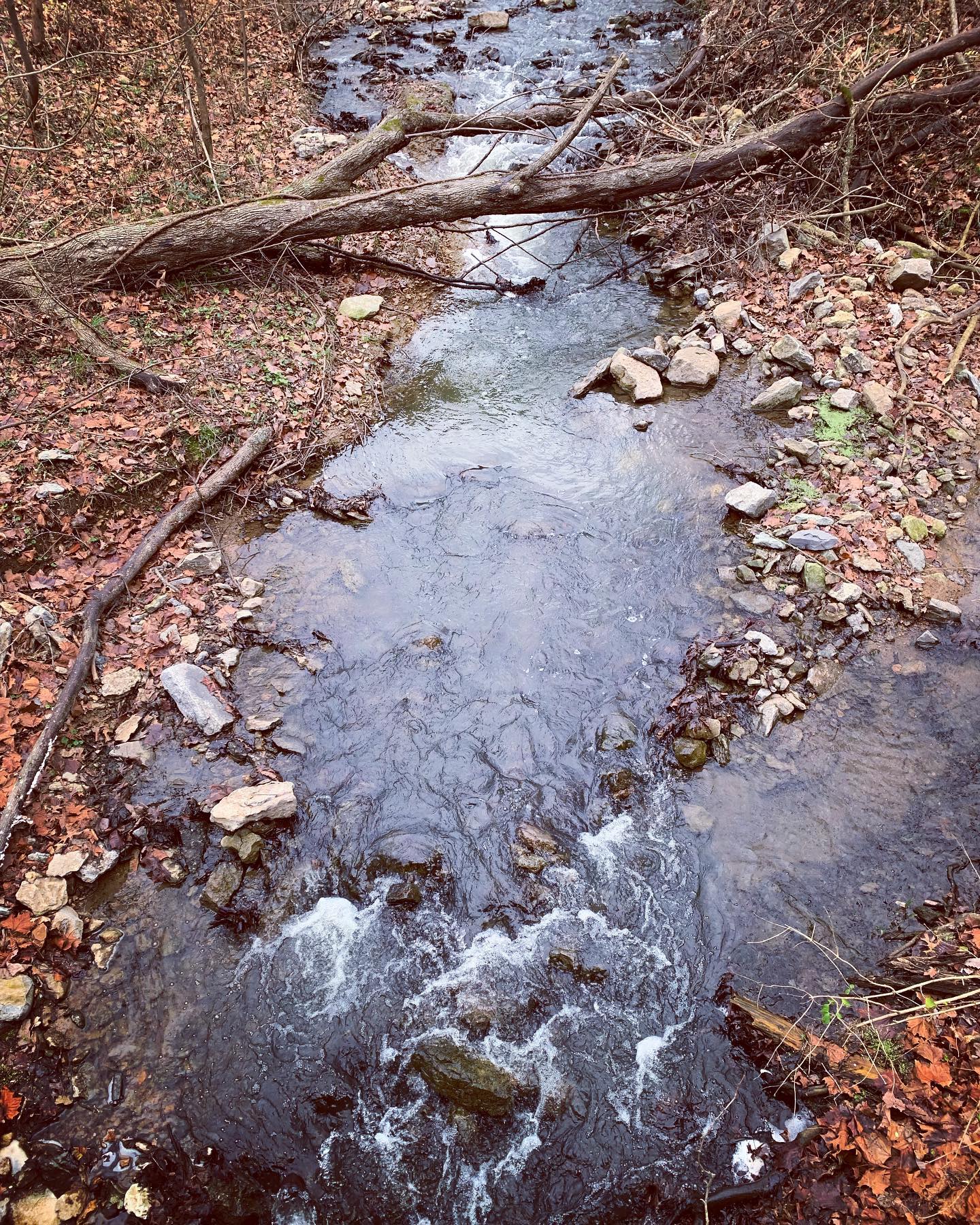CAST YOUR VOTE! Chris, April and Jaden went on a Tennessee nature walk this afternoon and decided to have a photo contest. Vote for your favorite image by commenting on this post using the words #stream, #tree or #road, and we will let you know whose picture wins tonight! Jaden is pretty confident he’s got it in the bag. 😂🤩🔥