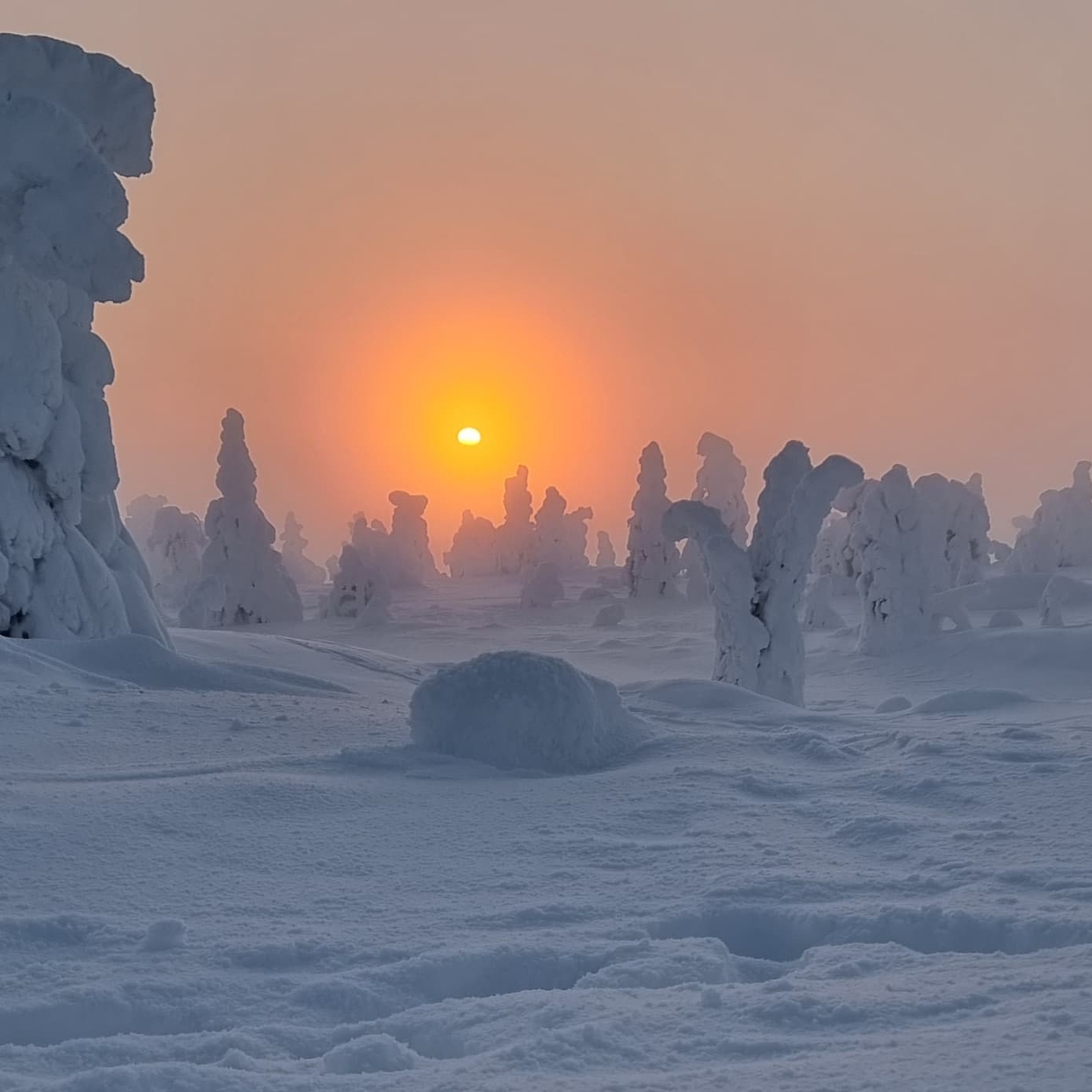 It's always so easy to be amazed in here. You don't even need a filter. Just snap a picture from anywhere and it will look beautiful. Of course you have to know where to go and when.
Today we had a great snowshoeing tour first in Riisitunturi in daylight and after that nightwalk in the forest.
#allaboutlapland
#discoverearth
#discoverfinland
#earthexperience
#winterwonderland
#visitfinland
#visitkuusamo
#visitposio
#visitlapland
#sunriseporn
#elämääulkona
#finnishforest
#goexplore
#ig_finland
#ig_naturelovers
#naturebeing
#naturelovers
#winter
#taiga
#snow
#snowshoeing
#winterisbeautiful
#suomenluonto
#thebestoffinland