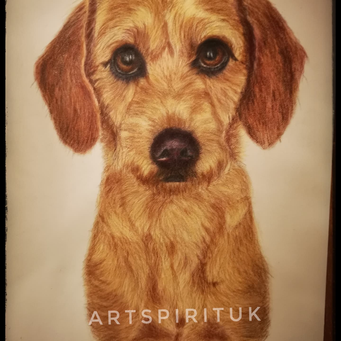 A surprise Christmas commission I can now reveal. A gorgeous labradoodle who is a well loved member of the family❤️permission given to reveal 😍#colourpencilart #labradorsofinstagram #doglovers #labradoodlesofinstagram #art