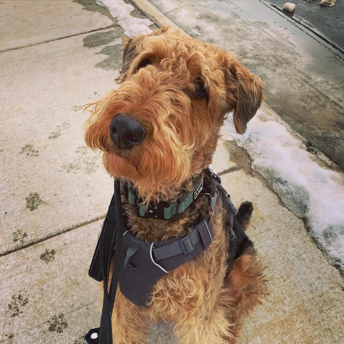 “Hi Goose! Are you a good boy?”
Goose: “Who me?”