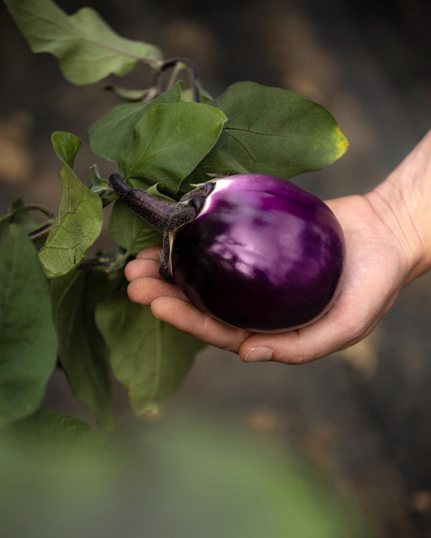 Kleiner Rückblick auf die Sommersaison 2021😍 Im Moment sind wir schon wieder die nächste Gewächshaussaison am Planen. Da geht es um das Testen von neuen Sorten aber auch darum, wie wir unsere Pflanzen in Zukunft noch gesünder erhalten können. Wer von euch freut sich auch schon auf den Sommer?😍😊
.
.
#aubergine #lila #sommerfrucht #farben #sommerfreude #sommervorfreude #lecker #nachhaltig