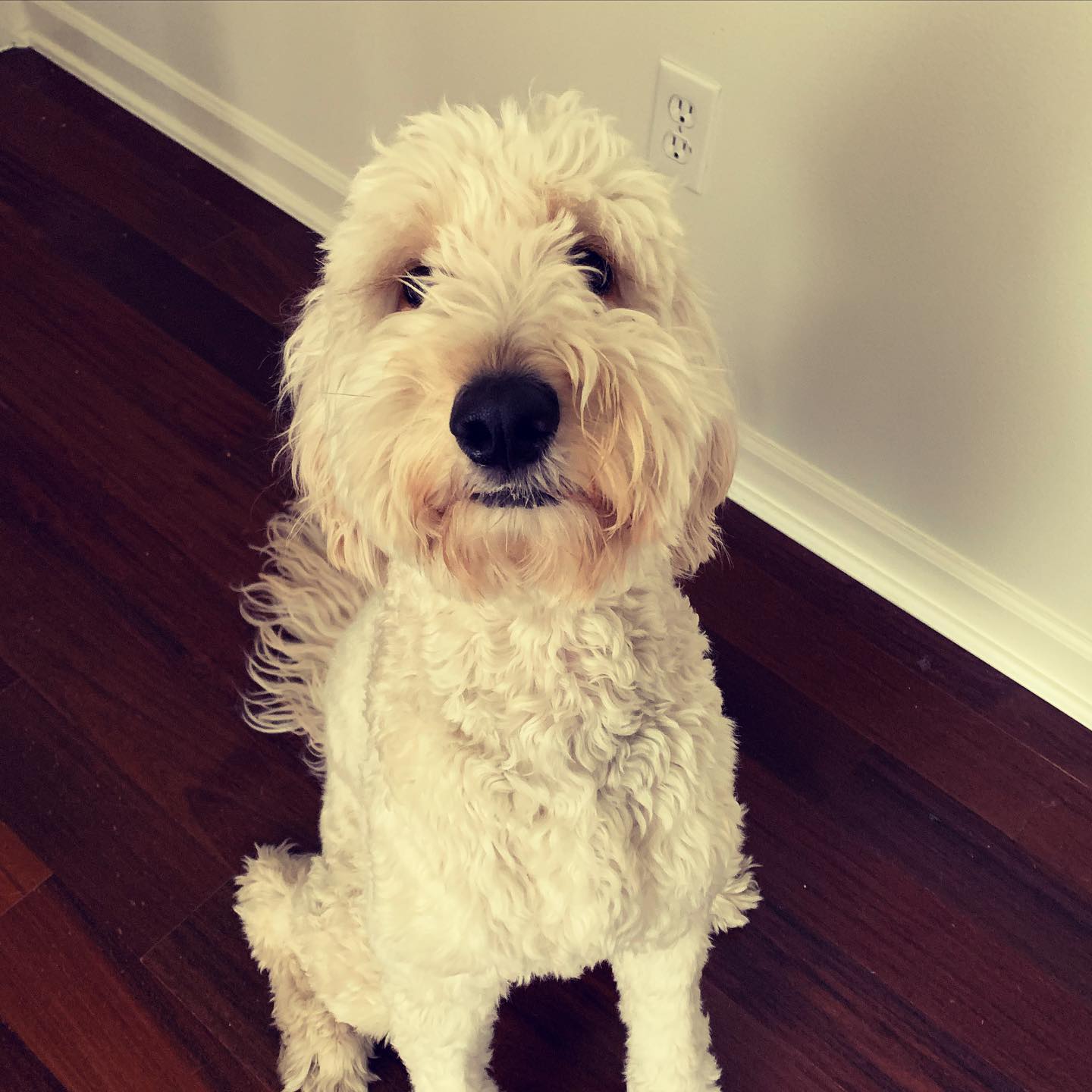 Great to see Zoe today! She was a good girl as always! 🥰