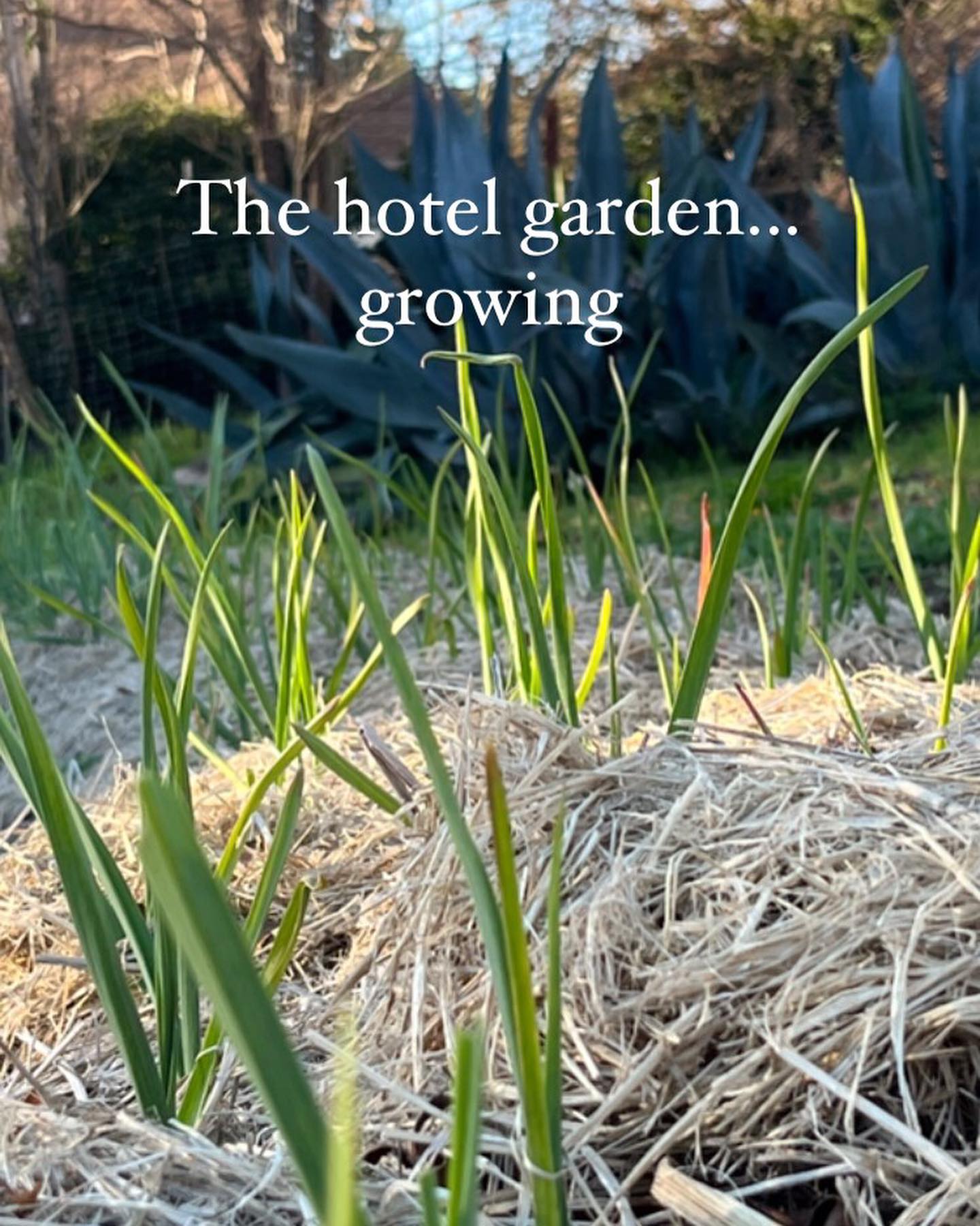 The Hotel garden vegetables are making their way onto the menu @offspringpizza
We are posting the menus weekly on our Instagram and Facebook stories. You can check them out offspringpizza.com, call me 707-972-2655 or just come on by!
#offspringpizza #boonvillehotelandrestaurant #pizzabyben #perryhoffmanfood #farrerbuildingboonville #andersonvalley #woodfirepizza