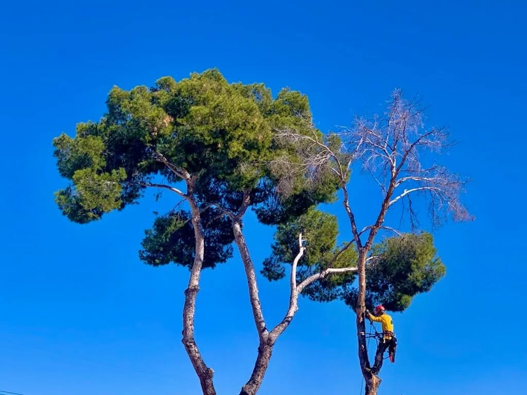 We love winter in Tucson. It's a great time for tree climbing 🌳