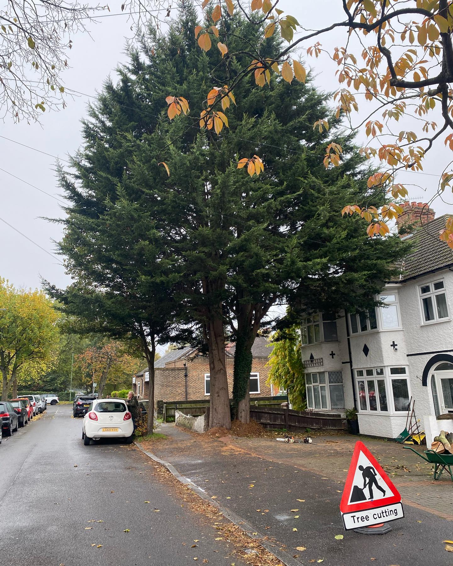 Palmers Tree Care & Management.
A large conifer with multiple phone wires going through it. This tree was being felled to allow more light/open up the front of the property. The root system has caused a lot of damage to the driveway so we removed the stumps via grinding and a new driveway will be laid later this year at some point (not by us 🤣) . 🌲🌳🏡