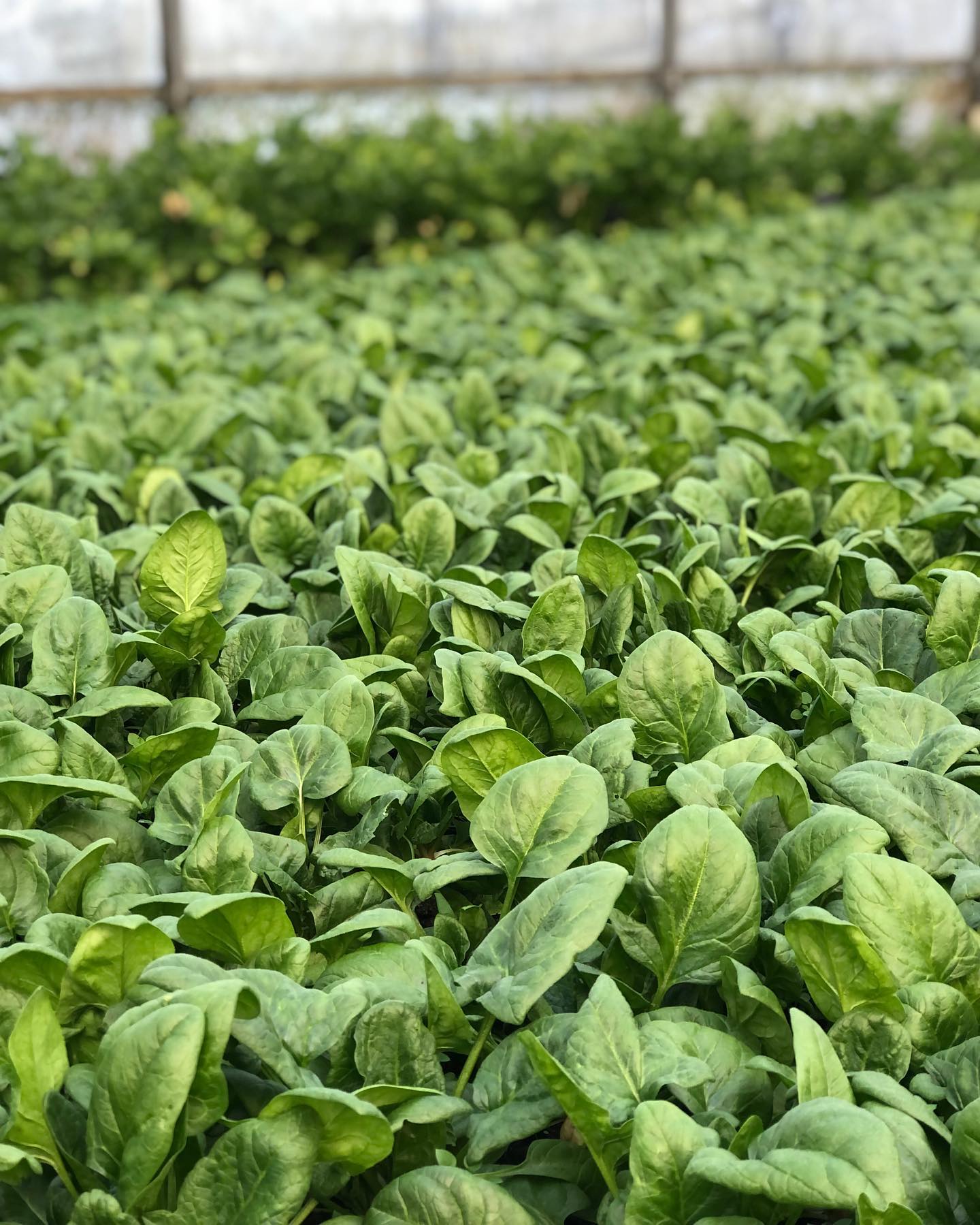 Kleines Update aus dem Gewächshaus.
Im Moment wächst da vor allem Spinat (Bild), Nüsslisalat und diverse Kräuterspezialitäten🌱🌿🍃
.
.
#wintergemüse #marktfrisch #gesund #vitamine #nowinterblues #biologisch #demeter