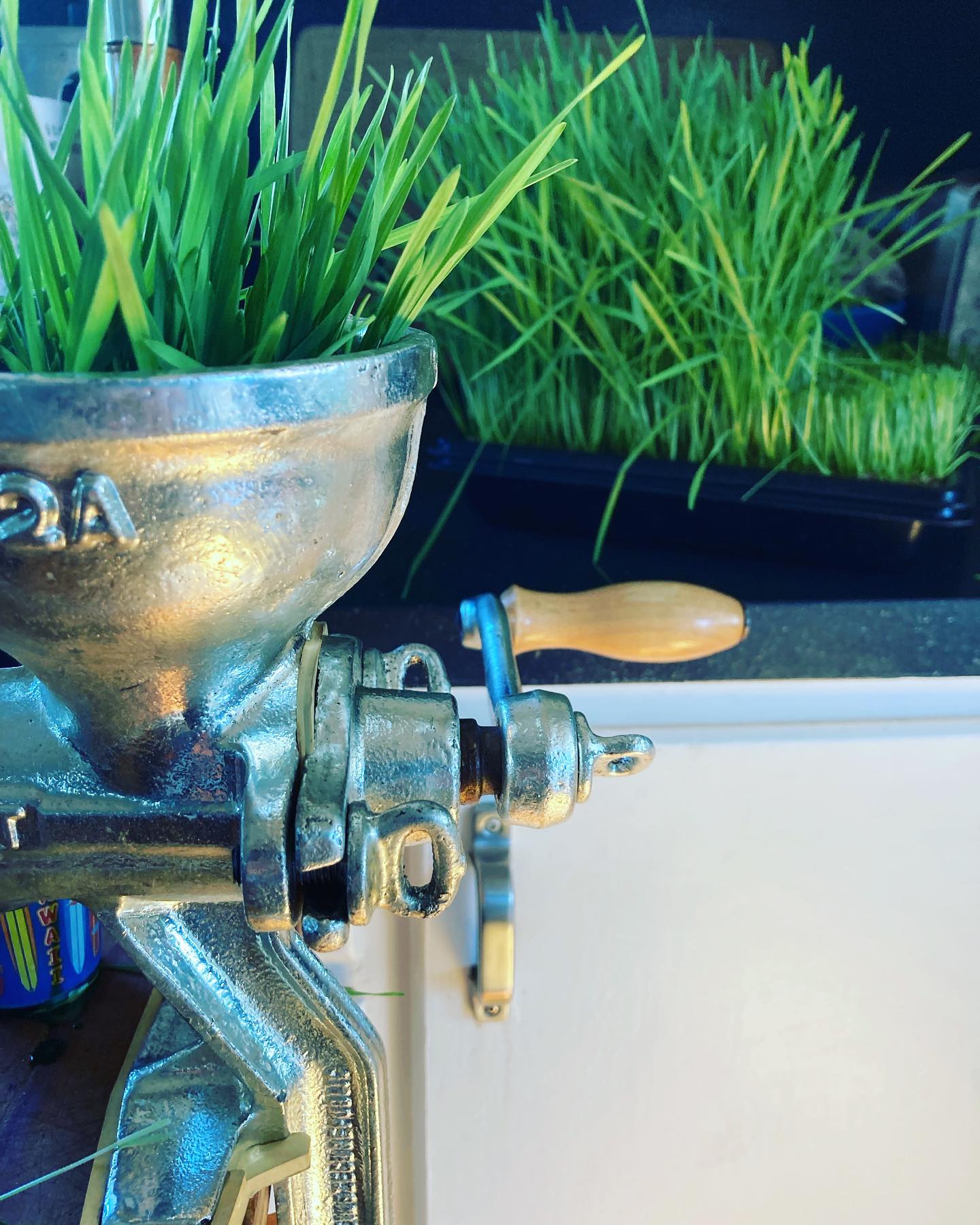 Finally fixed our old juicer so we can enjoy the benefits of our own wheatgrass! We got four 1 ounce shots from a 10x10 tray.
You can purchase our wheatgrass in live trays (or freshly harvested) on our site for delivery or pickup at our markets.
@islandrootsmarket
@qbfarmersmarket
🌱
🌱
🌱
🌱
#wheatgrass #juicing #ashotaday #wheatgrassbenefits #wheatgrassshot