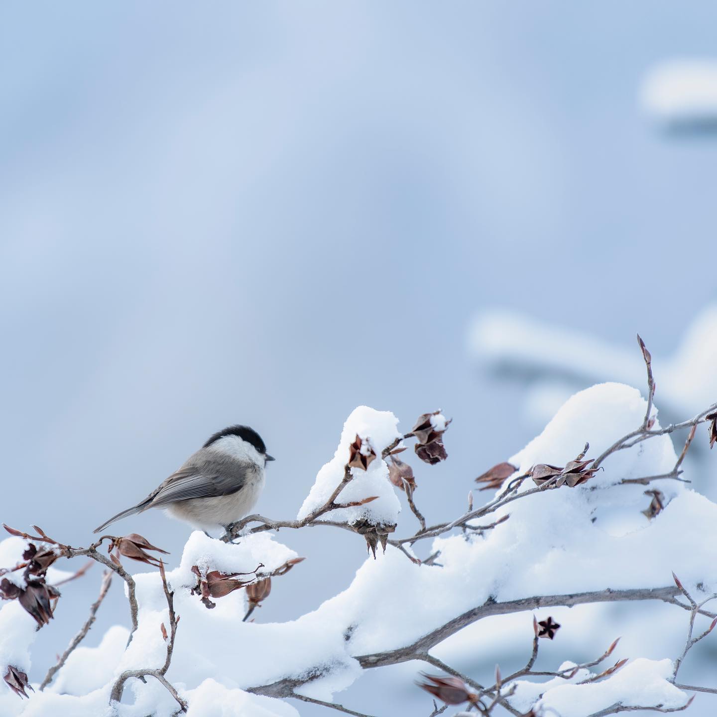 #こがら #コガラ #雪化粧 #野鳥 #秩父 #自然 #三峯神社 #三峯 #テラス #ニコン #70200 #nikonphotography #nikon850 #nikonphoto #nikon #大島屋