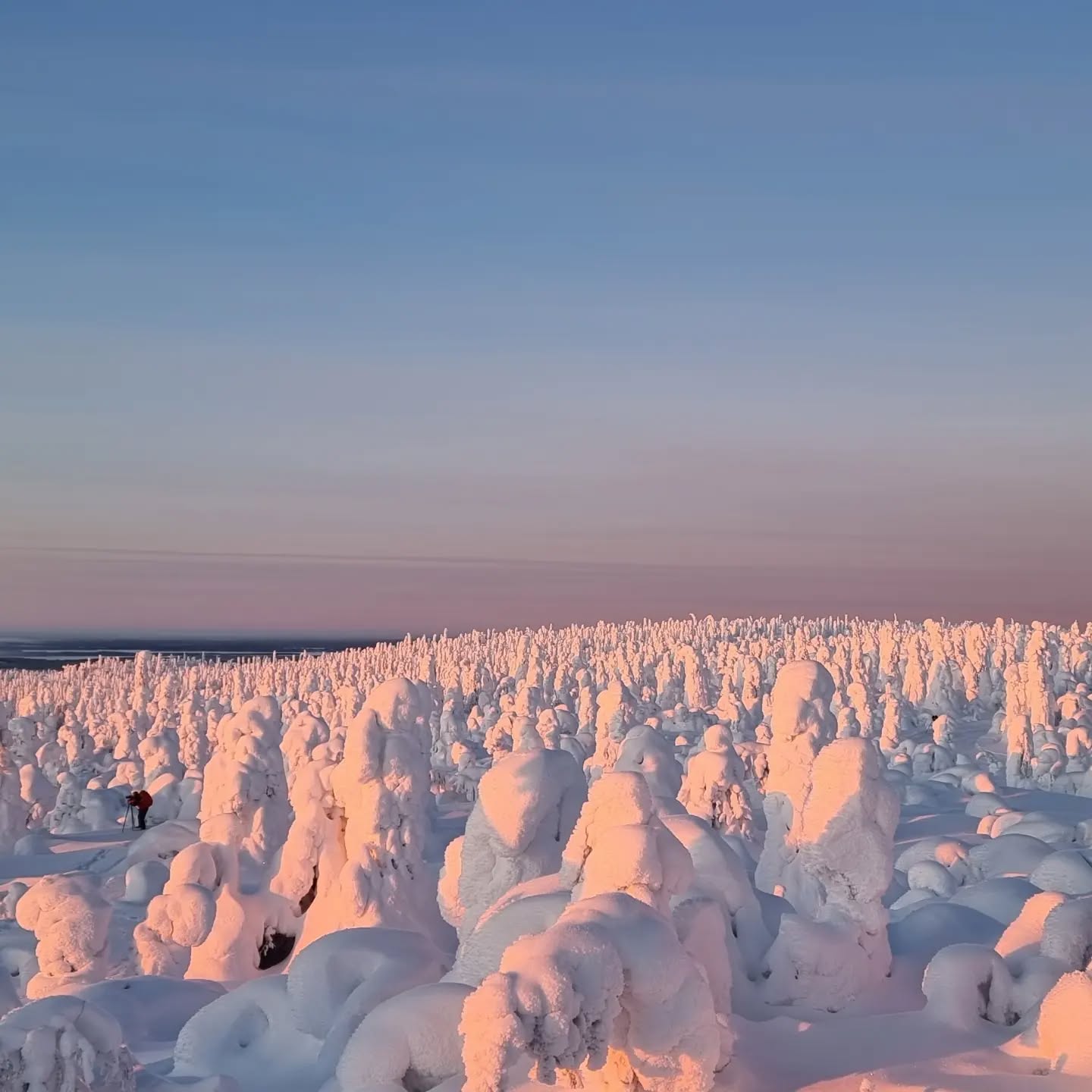 On such a perfect morning, #kuntivaara is like another planet
@imonnick and other photographers disappeared in all four winds.
#naturephotography
#kuusamo
#tykky #snow #winterwonderland