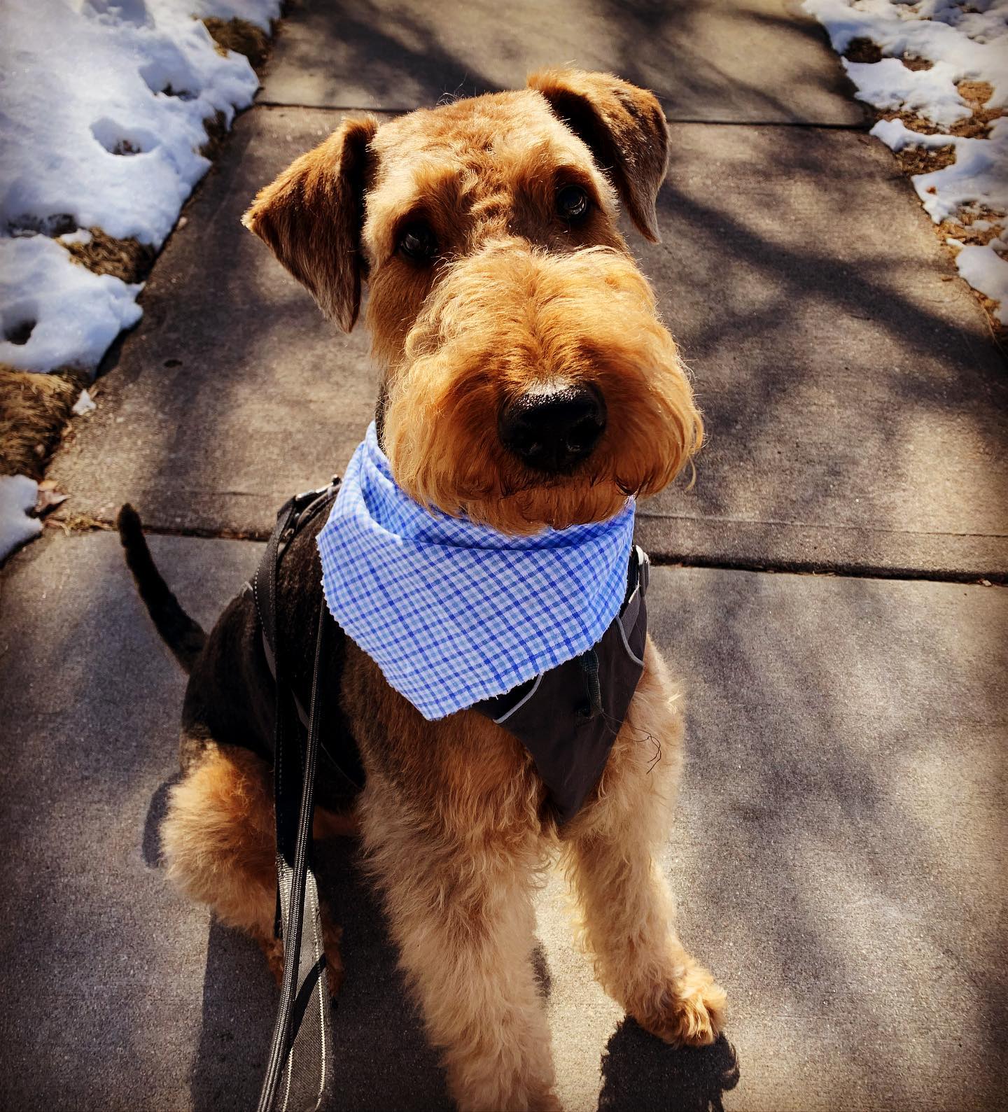 Mr Handsome aka Goose looking good with his fresh haircut! 😃