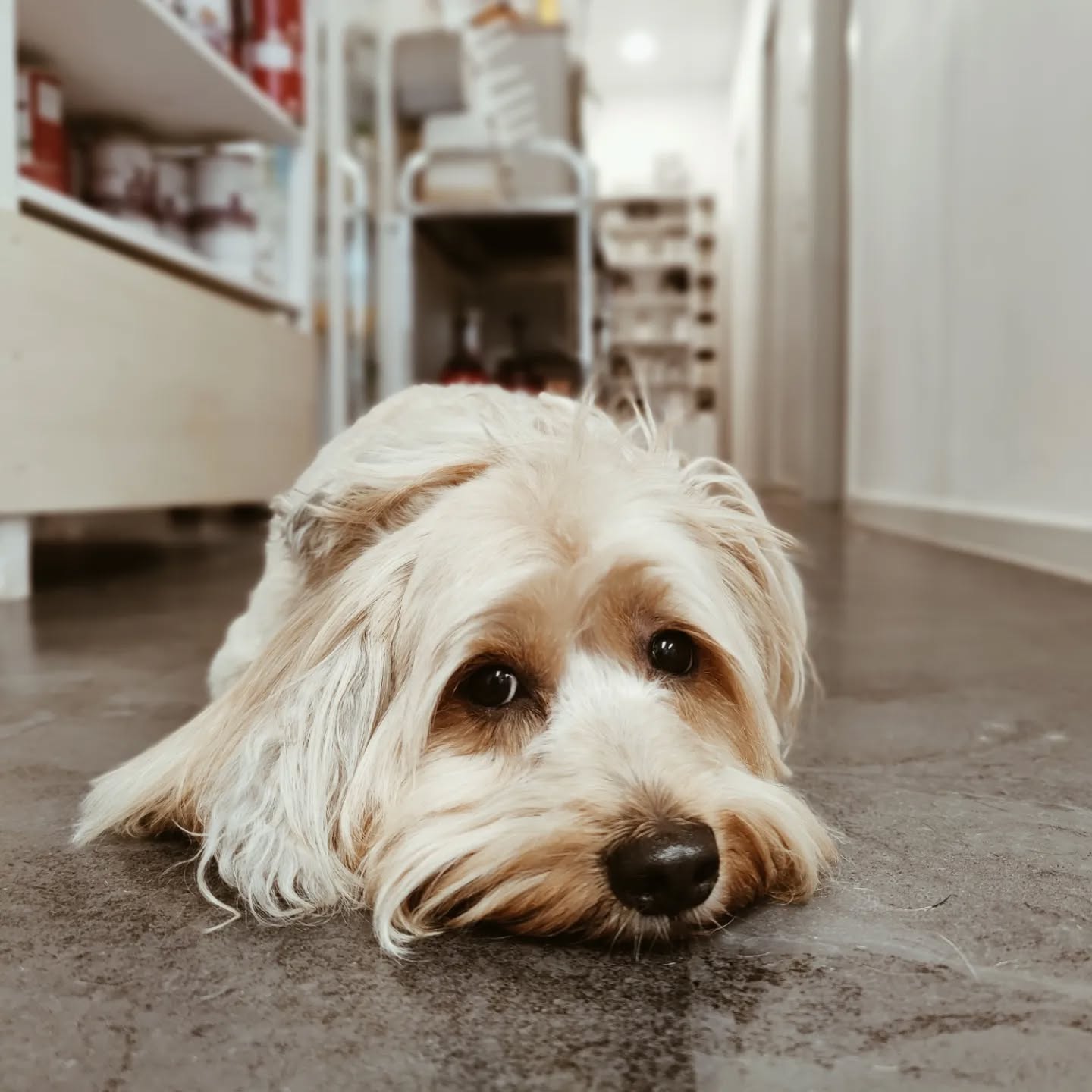 ❤️ Dogs Dogs Dogs Dogs Dogs ❤️
#doggrooming #doggroomer #hundefrisör #hundefriseur #hundeliebe #dogsofinstagram #doglovers #malteser #havanese #poodle #bernersennen #pomerainian #bolonkazwetna
