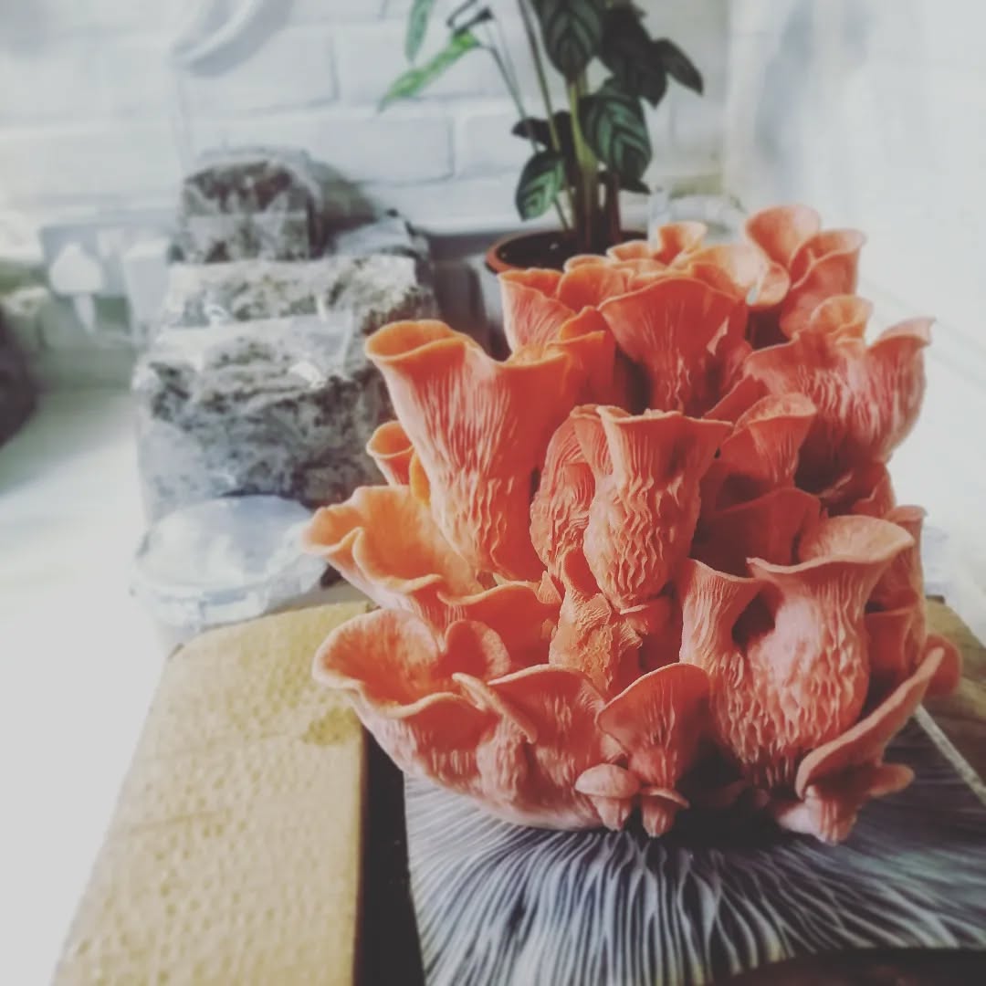 Organic gourmet mushroom grow kits. Pink, King, blue oyster. Lion's Mane also available. Most in stock but generally made to order. #mushroomgrowkit #mushroomgrowbox #mushroomcultivation #mushroomkit #mycelium #mushroomgrowing #mushroomfarm #mushlove #fungi #fungiofinstagram #mushroomlovers #mycology #birthdaypresent #mushroomlover
