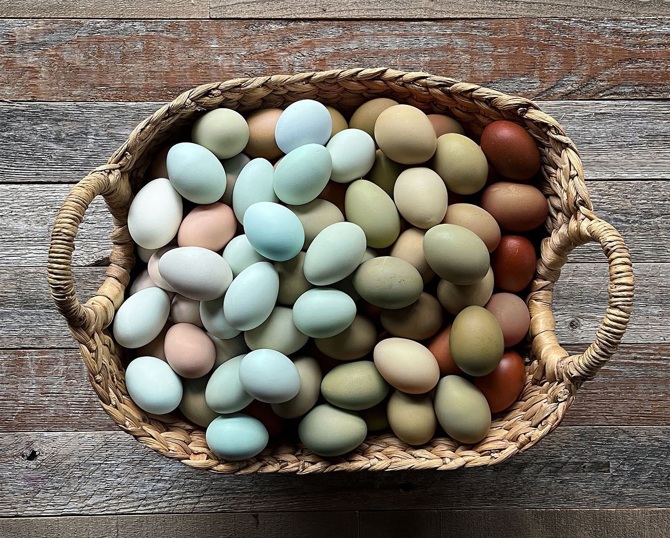 Co•eggs•ist 🌈